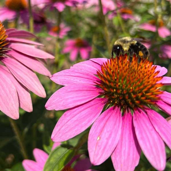 CityScene Magazine Laura Oldham's photo of purple coneflowers and bumblebees in her Upper Arlington gardens.